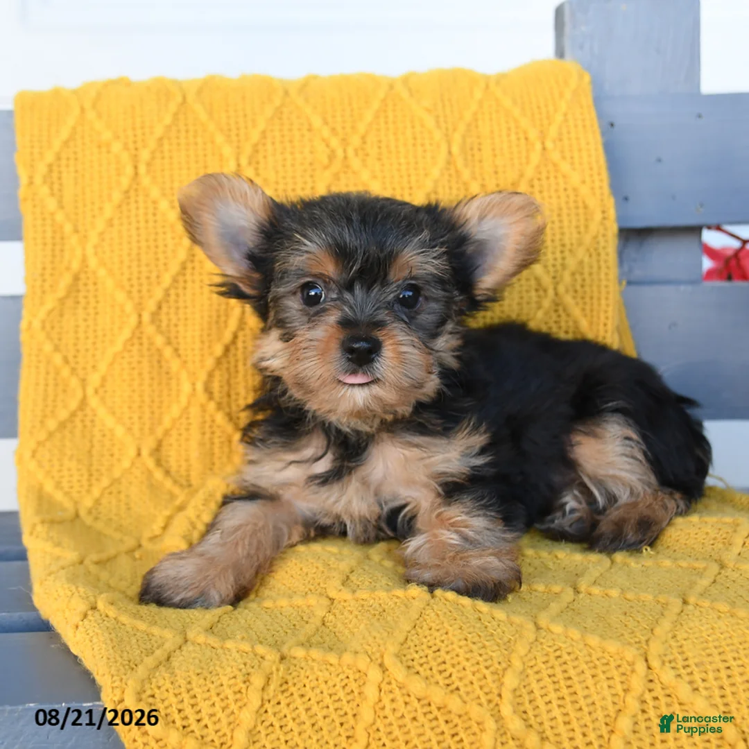 Yorkshire Terrier dogs for sale: Ladybug - Ad 2