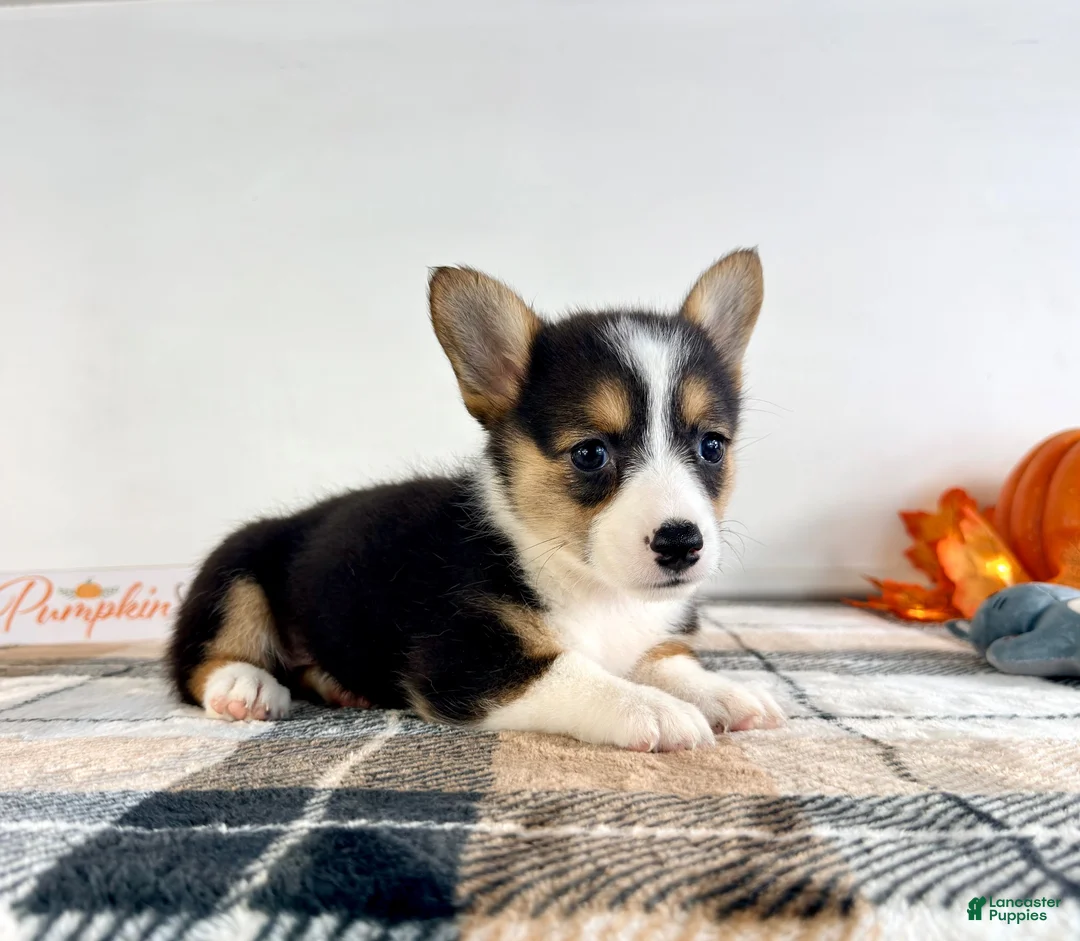 Welsh Corgi Pembroke dogs for sale: CKC Gwen - Ad 1