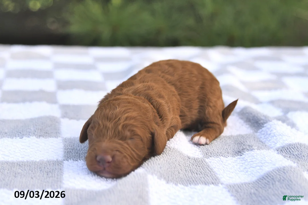 Mini Goldendoodle dogs for sale: Blaze - Ad 2