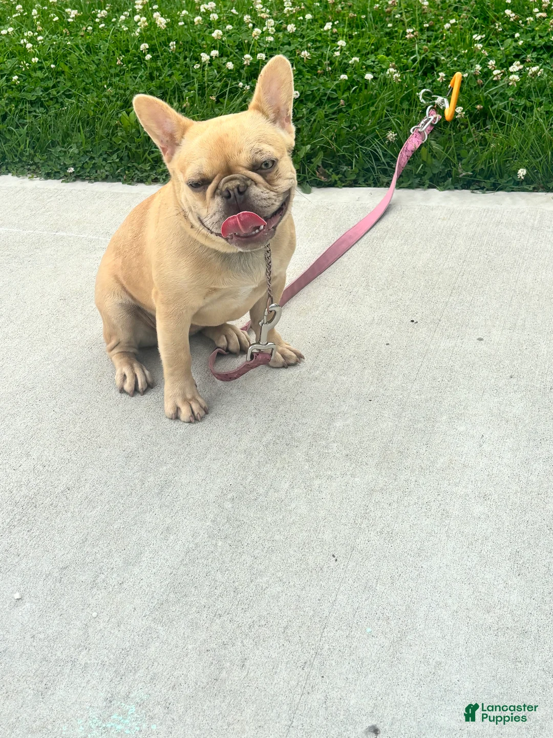 French Bulldog dogs for sale: 6 month old Fawn French Bulldog - Ad 1