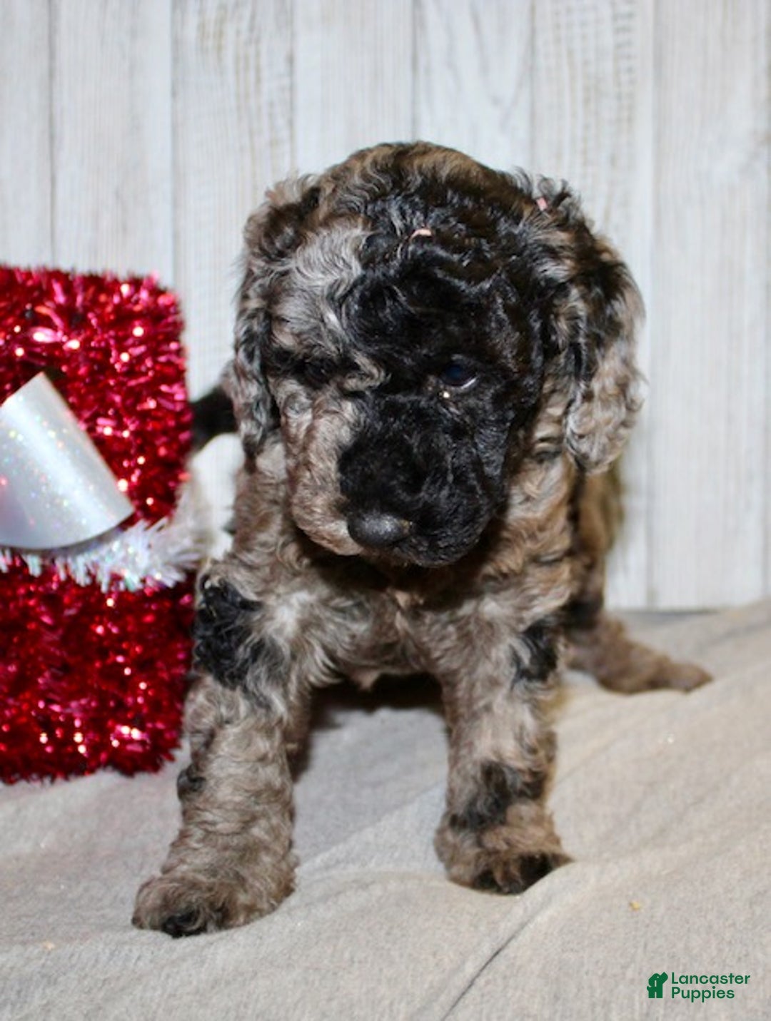 Mixed Breed dogs for sale: Jade - Ad 3