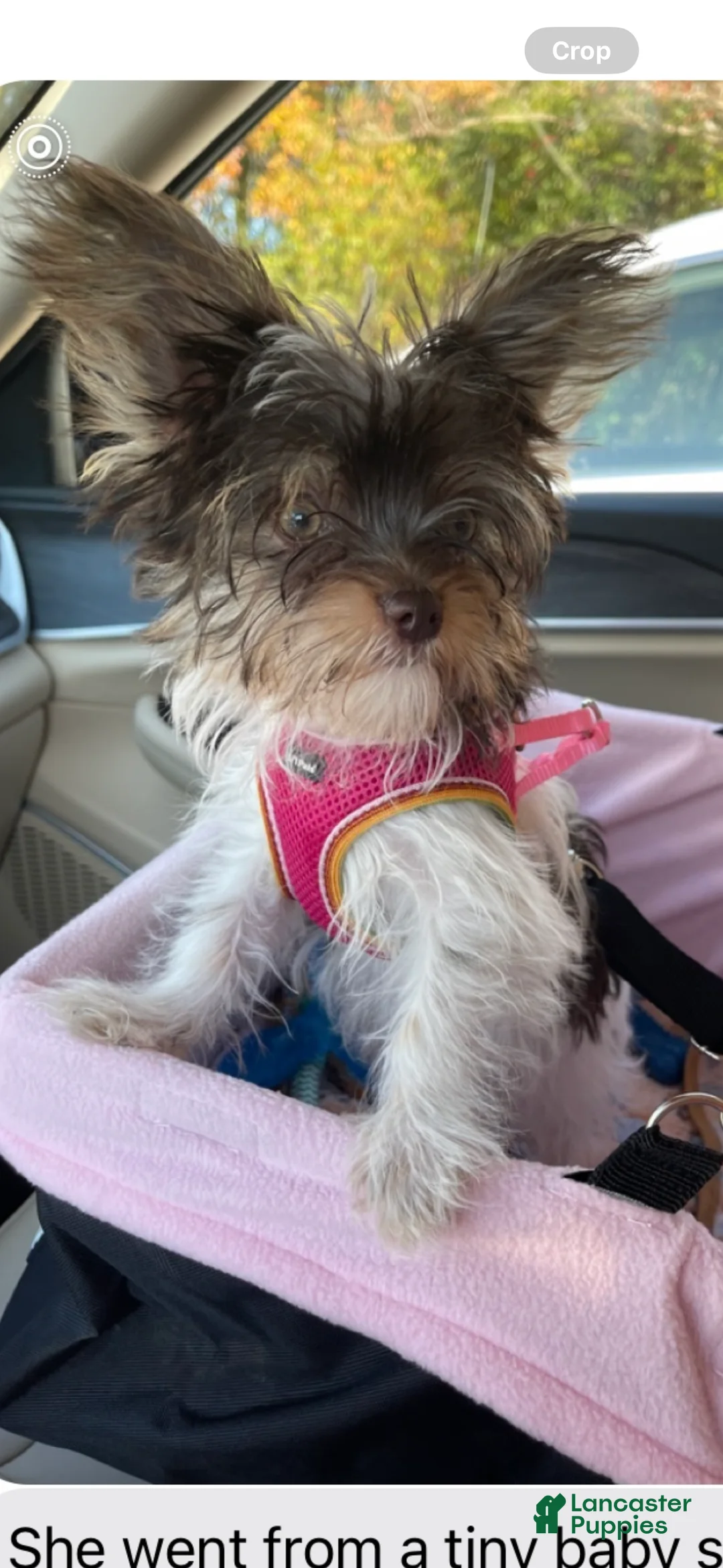 Yorkshire Terrier dogs for sale: Yorkshire Terrier Puppy 4 - Ad 2