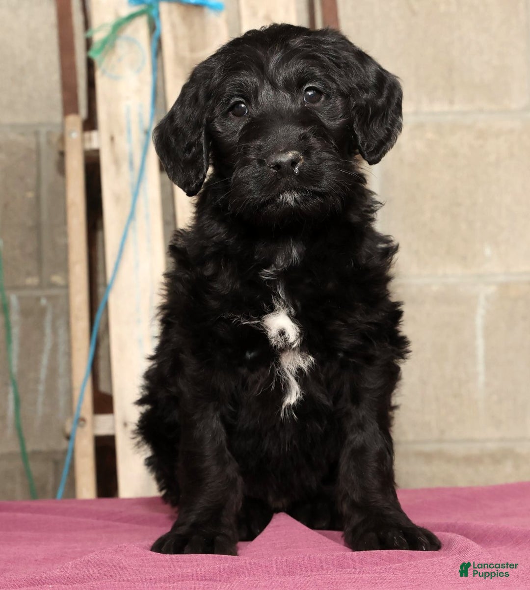 Labradoodle dogs for sale: Rover - Ad 2