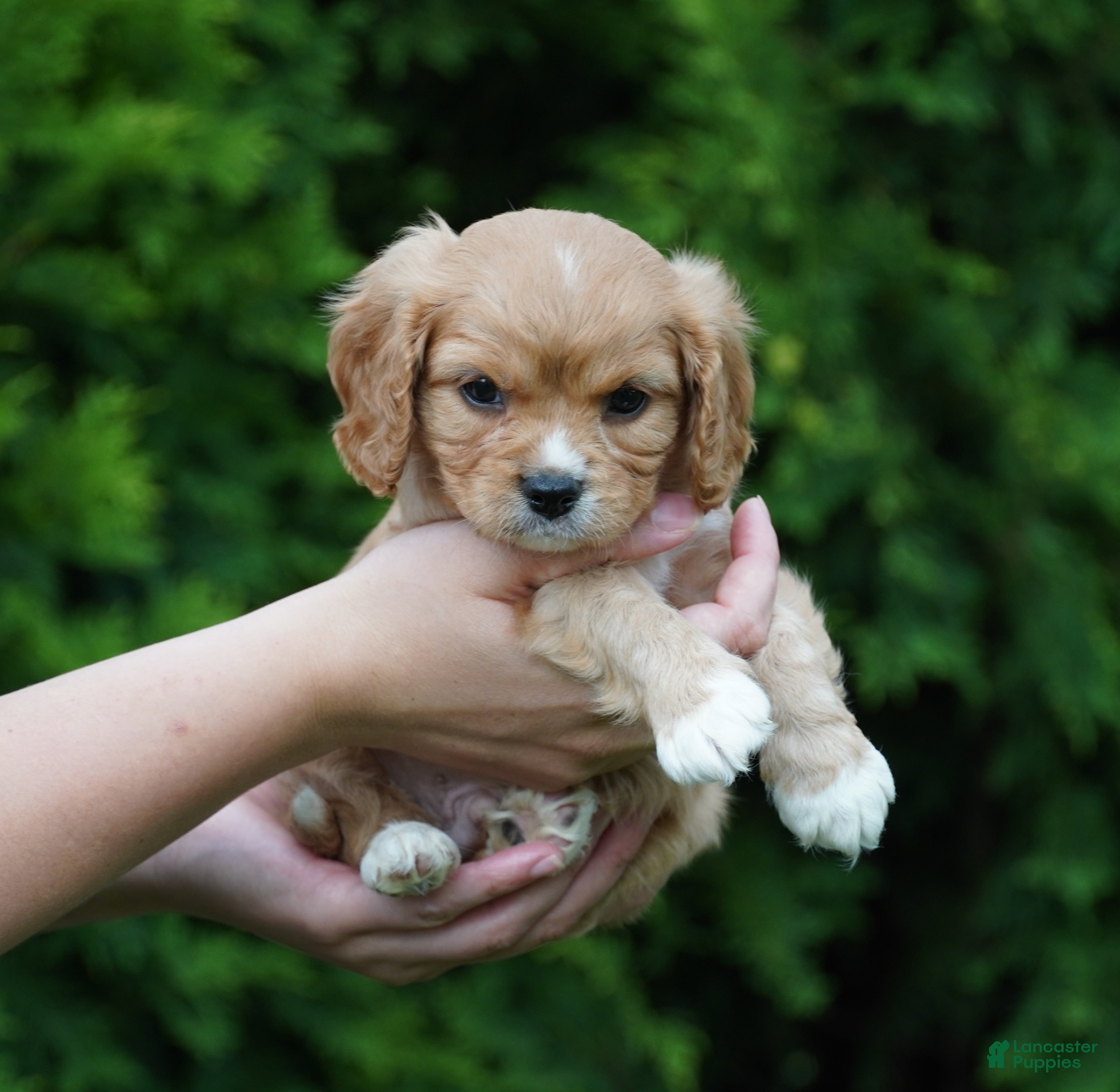 Cavachon dogs Sparky - Ad 1