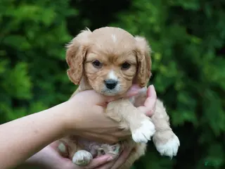 Cavachon dogs for sale: Sparky - Ad 1