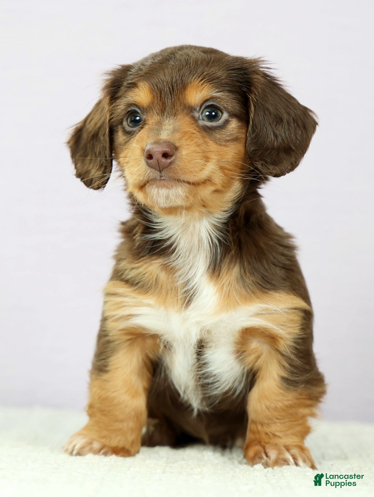 Miniature Dachshund dogs Lilly - Ad 2