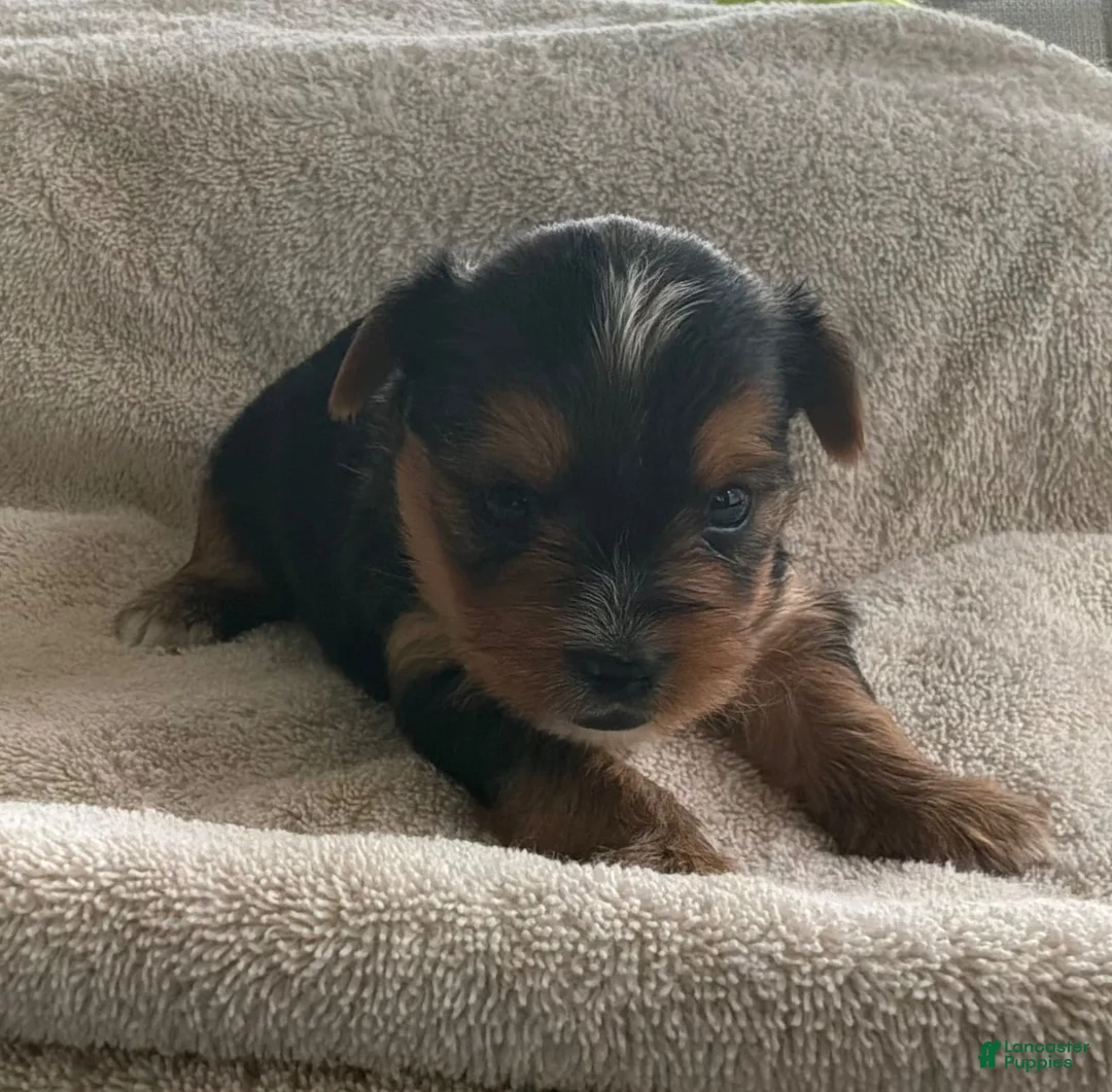 Yorkshire Terrier dogs for sale: Fluff - Ad 2