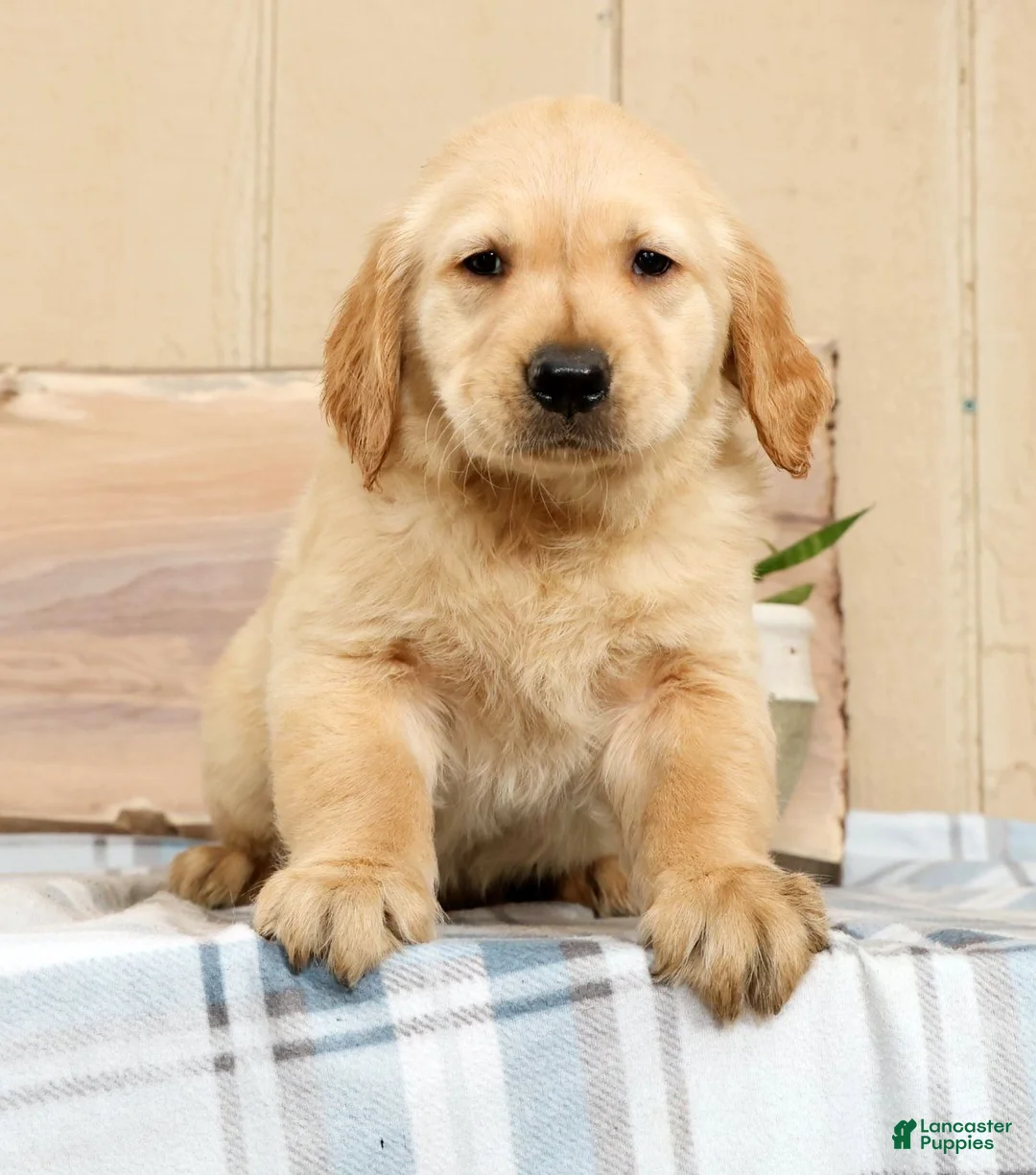 Golden Retriever dogs for sale: Buck - Ad 1
