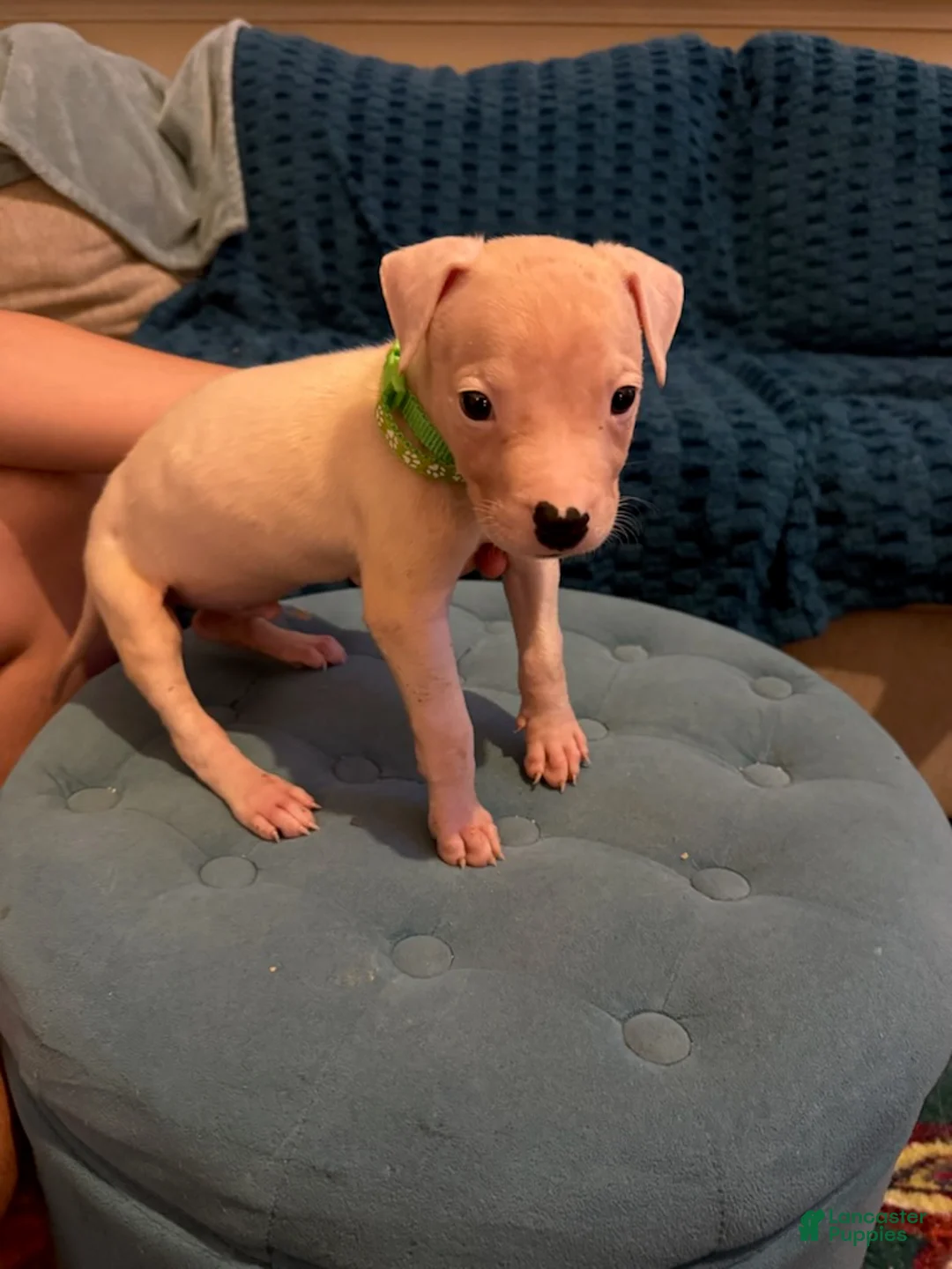 Dogo Argentino dogs for sale: Green Collar - Ad 2