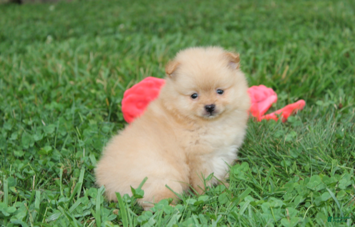 Pomeranian dogs Finn - Ad 1