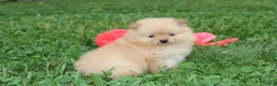 Pomeranian dogs for sale: Finn - Ad 1
