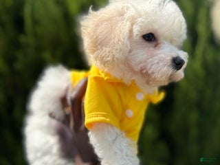 Bichpoo dogs - Ad 28