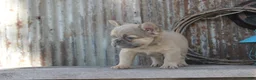 French Bulldog dogs for sale: Amy - Ad 3