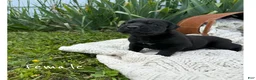 Boxador dogs for sale: Boxador 4 - Ad 1