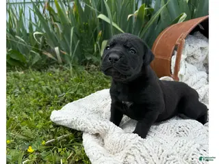 Boxador dogs Boxador 4 - Ad 3