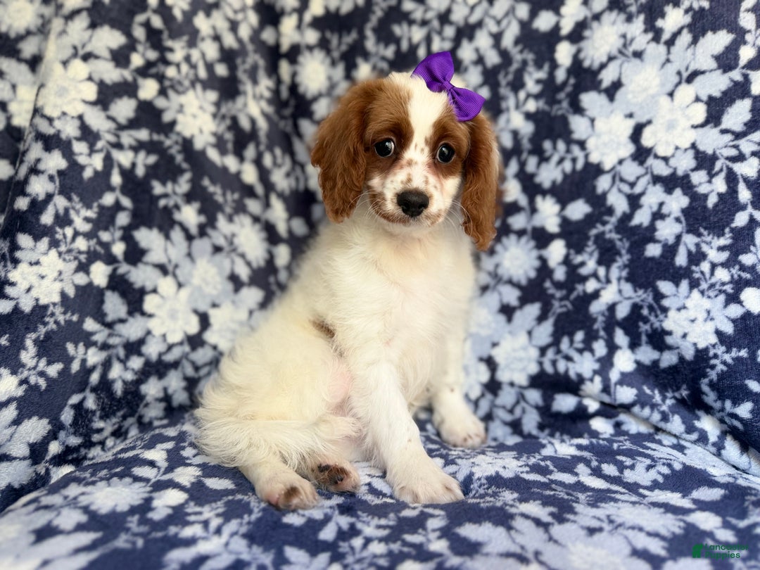 Cavapoo dogs for sale: Maple - Ad 3