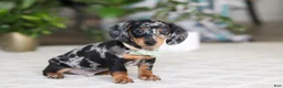 Miniature Dachshund dogs for sale: Kenzo - Ad 3