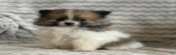 Pomeranian dogs for sale: Robbie - Ad 3