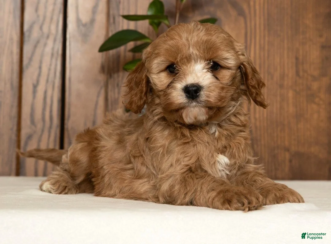 Cavapoo dogs for sale: Milo - Ad 9