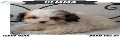 Gemma 