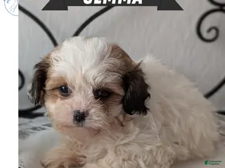 Teddy Bear dogs Gemma - Ad 2