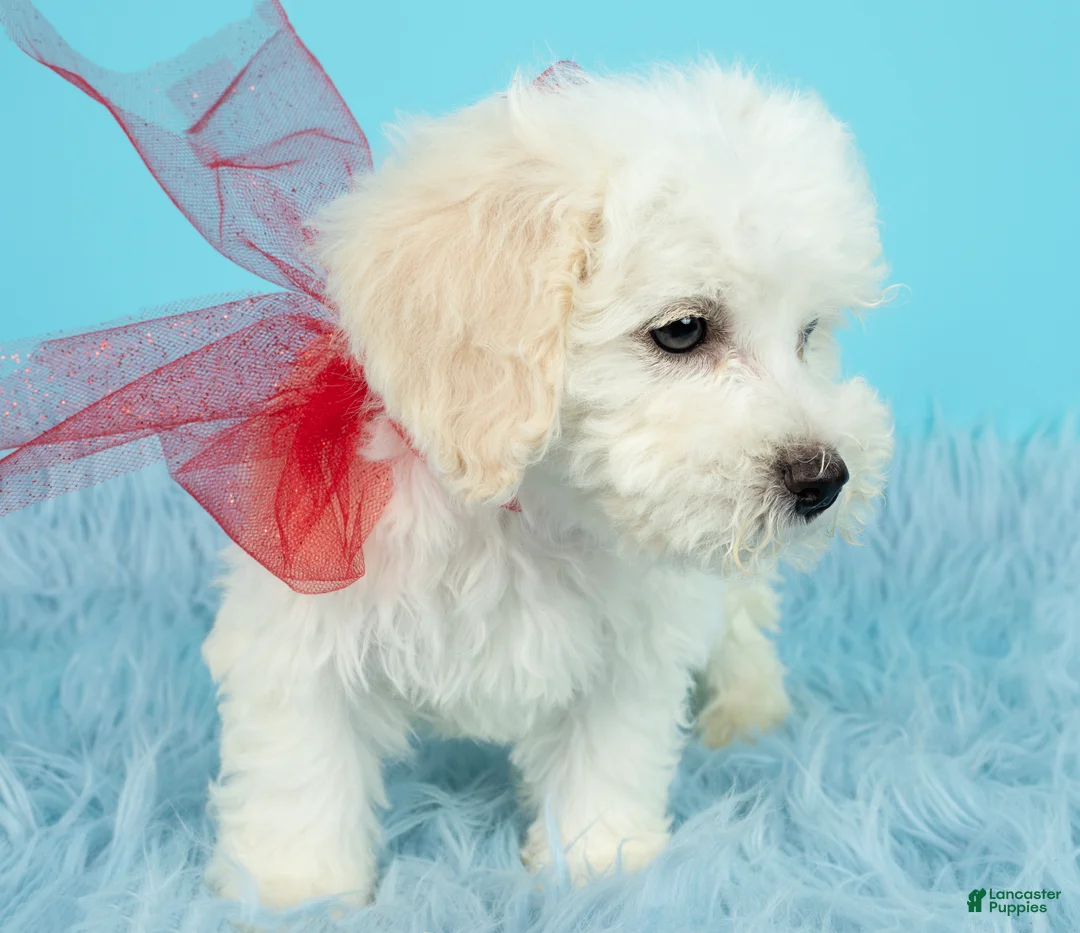 Maltipoo dogs for sale: Mozart - Ad 2