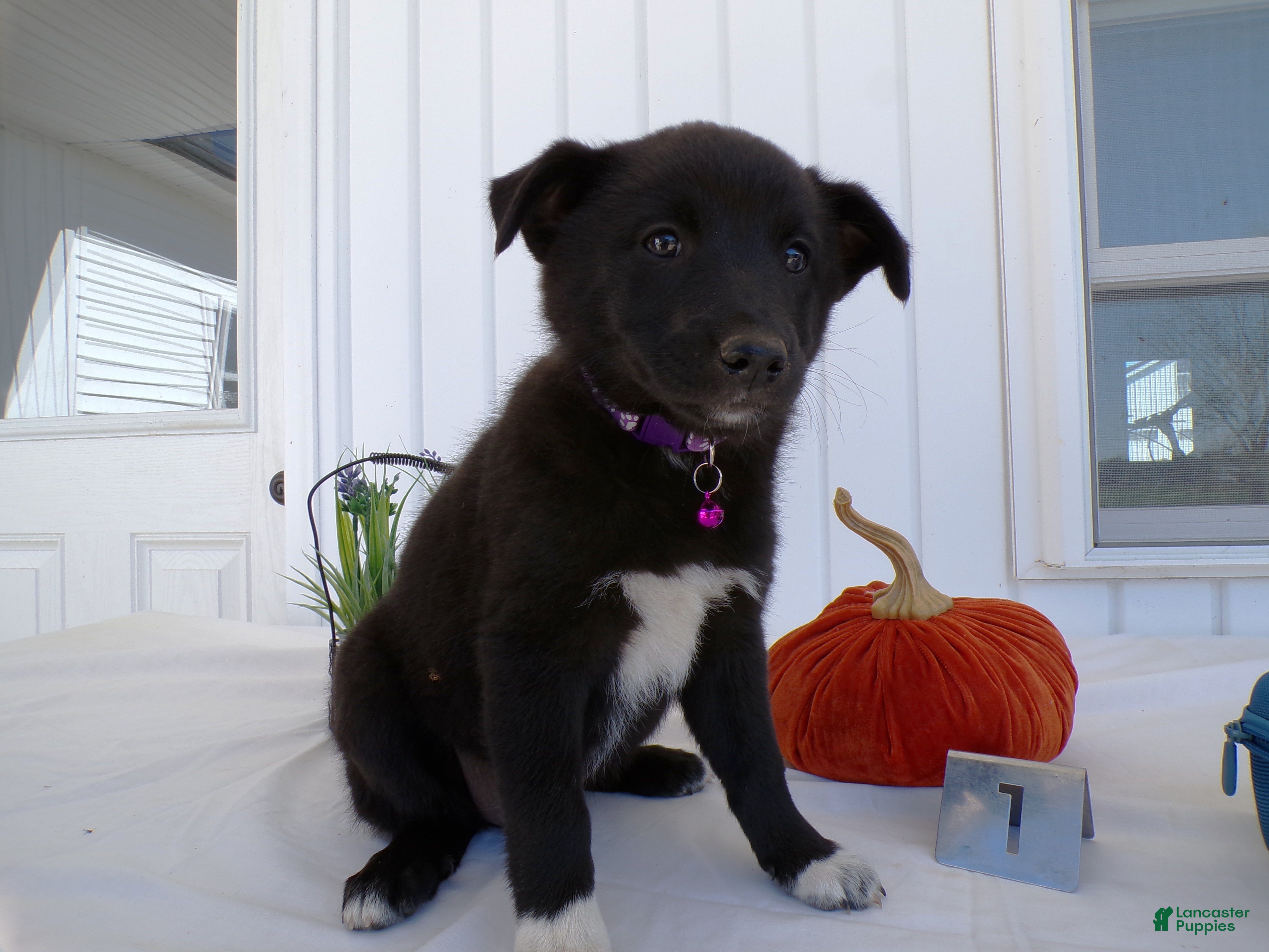 German Shepherd dogs German Shepherd Puppy 1 - Ad 38