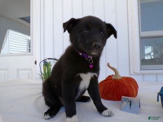 German Shepherd dogs German Shepherd Puppy 1 - Ad 41