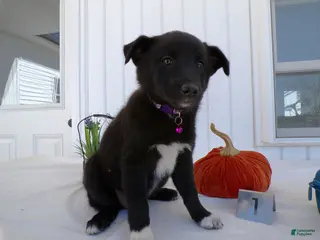 German Shepherd dogs German Shepherd Puppy 1 - Ad 7