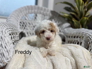 Bichpoo dogs - Ad 26