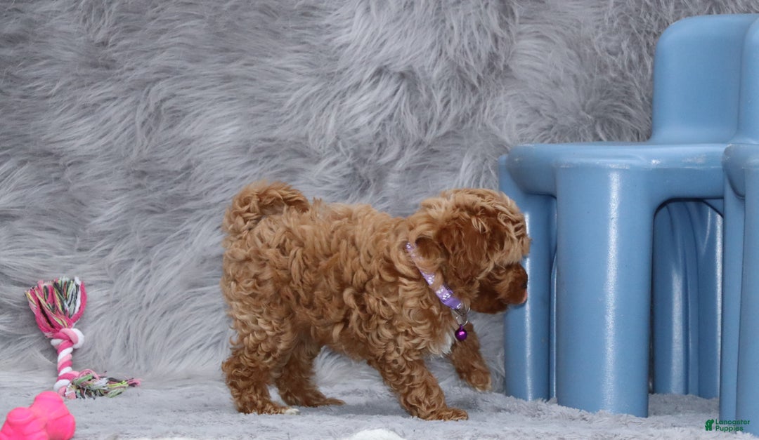 Havapoo dogs for sale: Eva 👨‍👨‍👧‍👦💞🐕 - Ad 12