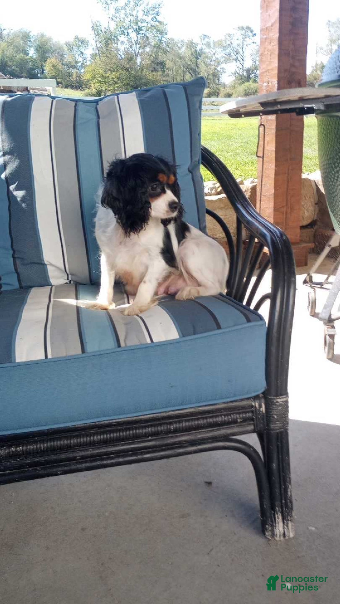 Cavapoo dogs for sale: Eden - Ad 8