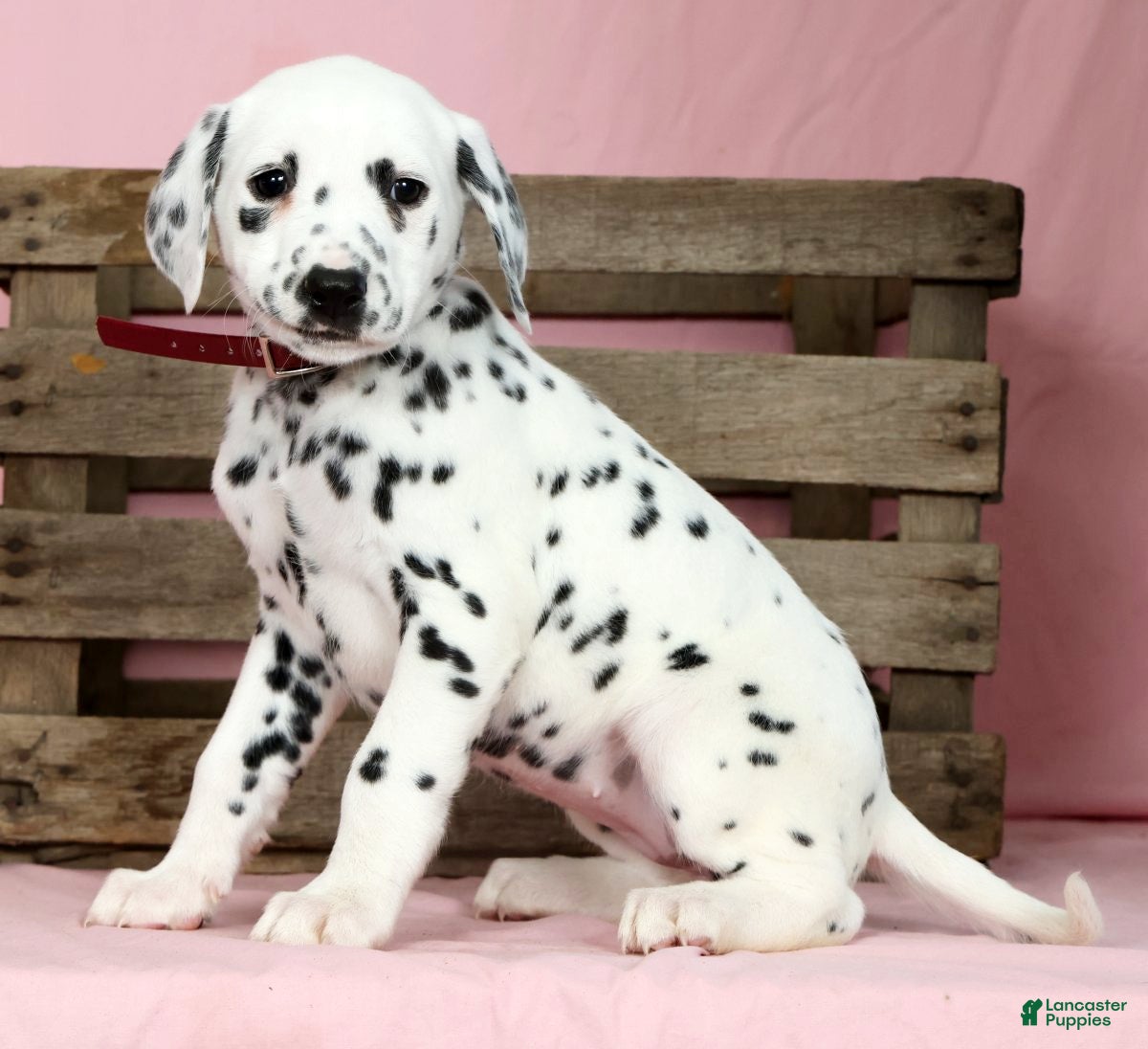 Dalmatian dogs Hailey - Ad 2