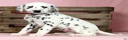 Dalmatian dogs for sale: Hailey - Ad 2