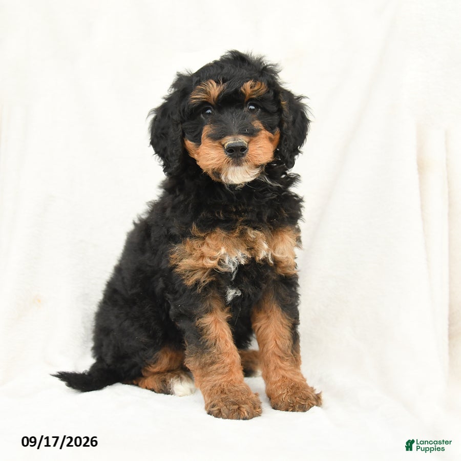 Mini Bernedoodle dogs Muffin - Ad 1