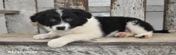 Border Collie dogs for sale: Sarge - Ad 4