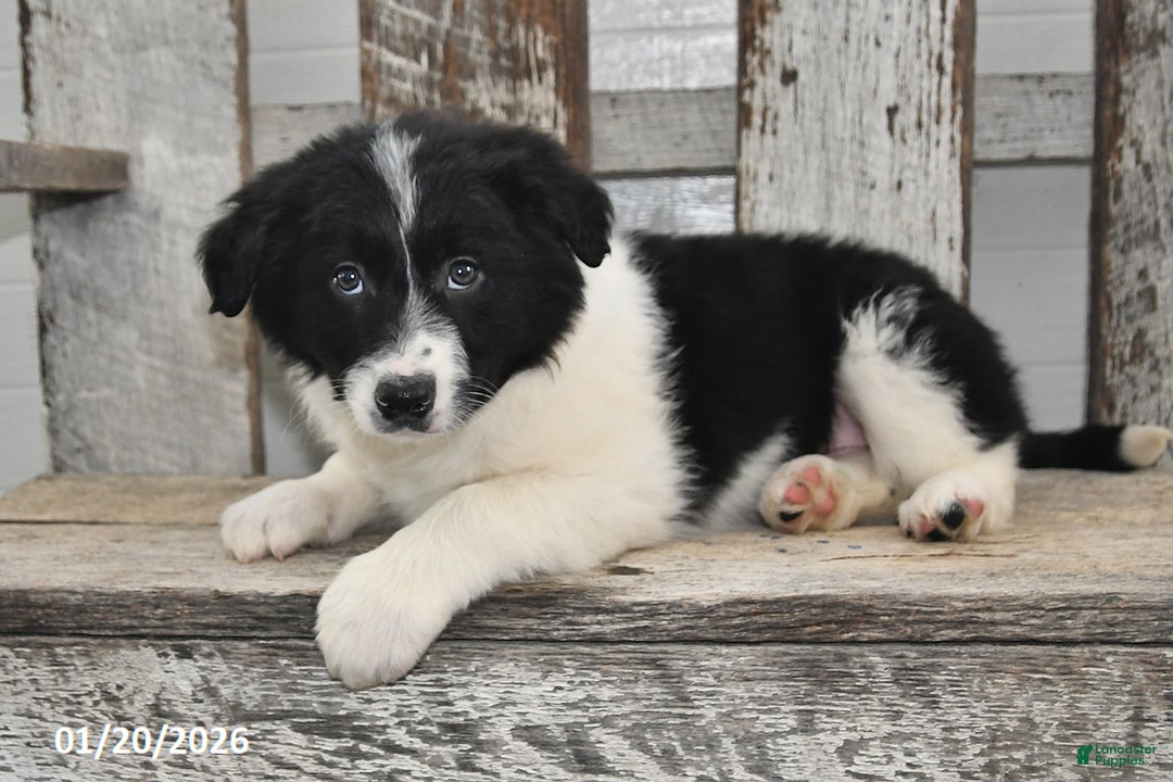 Border Collie dogs for sale: Sarge - Ad 4