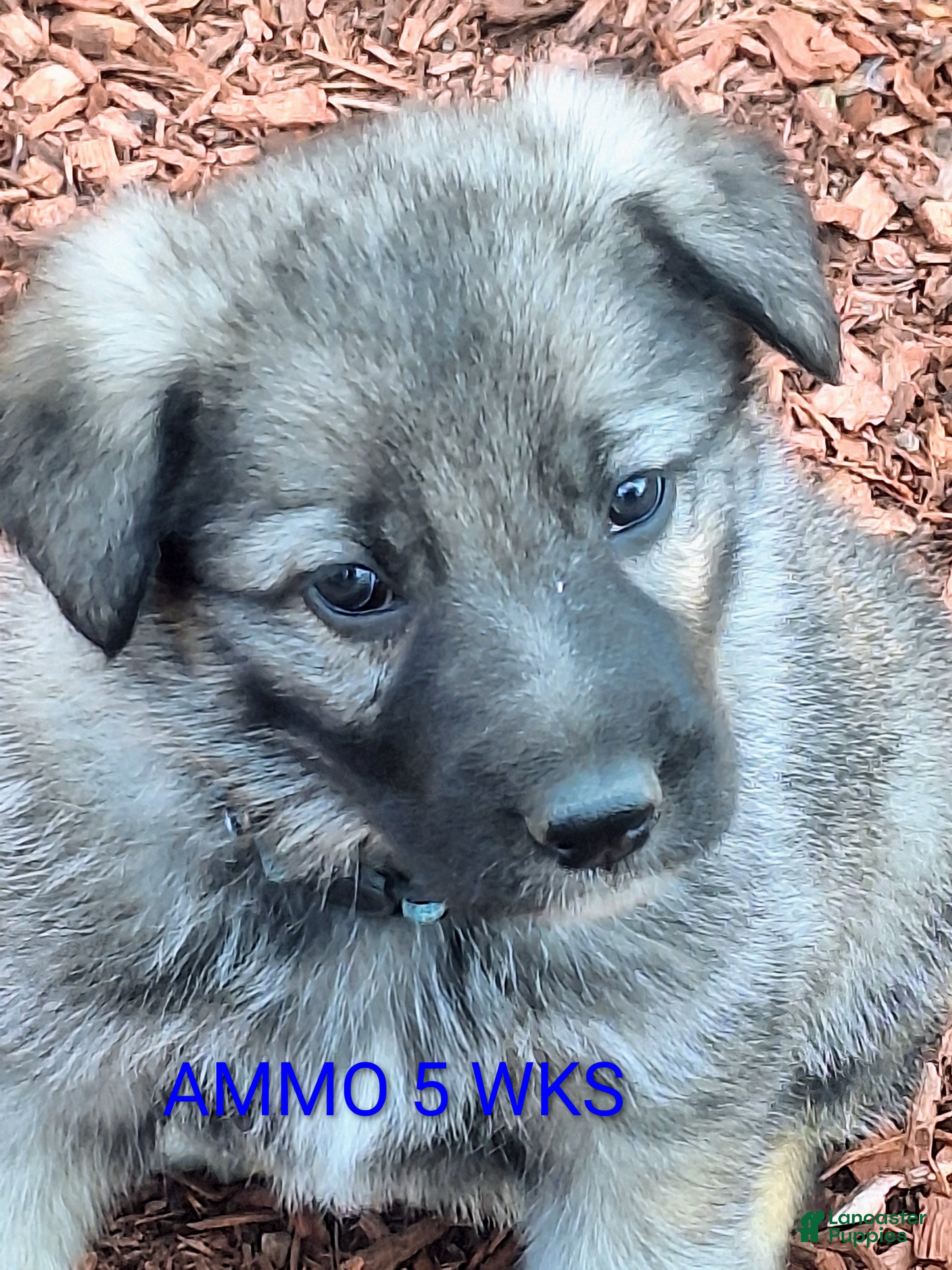 German Shepherd dogs AMMO Silver sable male pup! - Ad 2