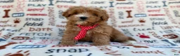 Cavapoo dogs for sale: Scrappy  - Ad 4
