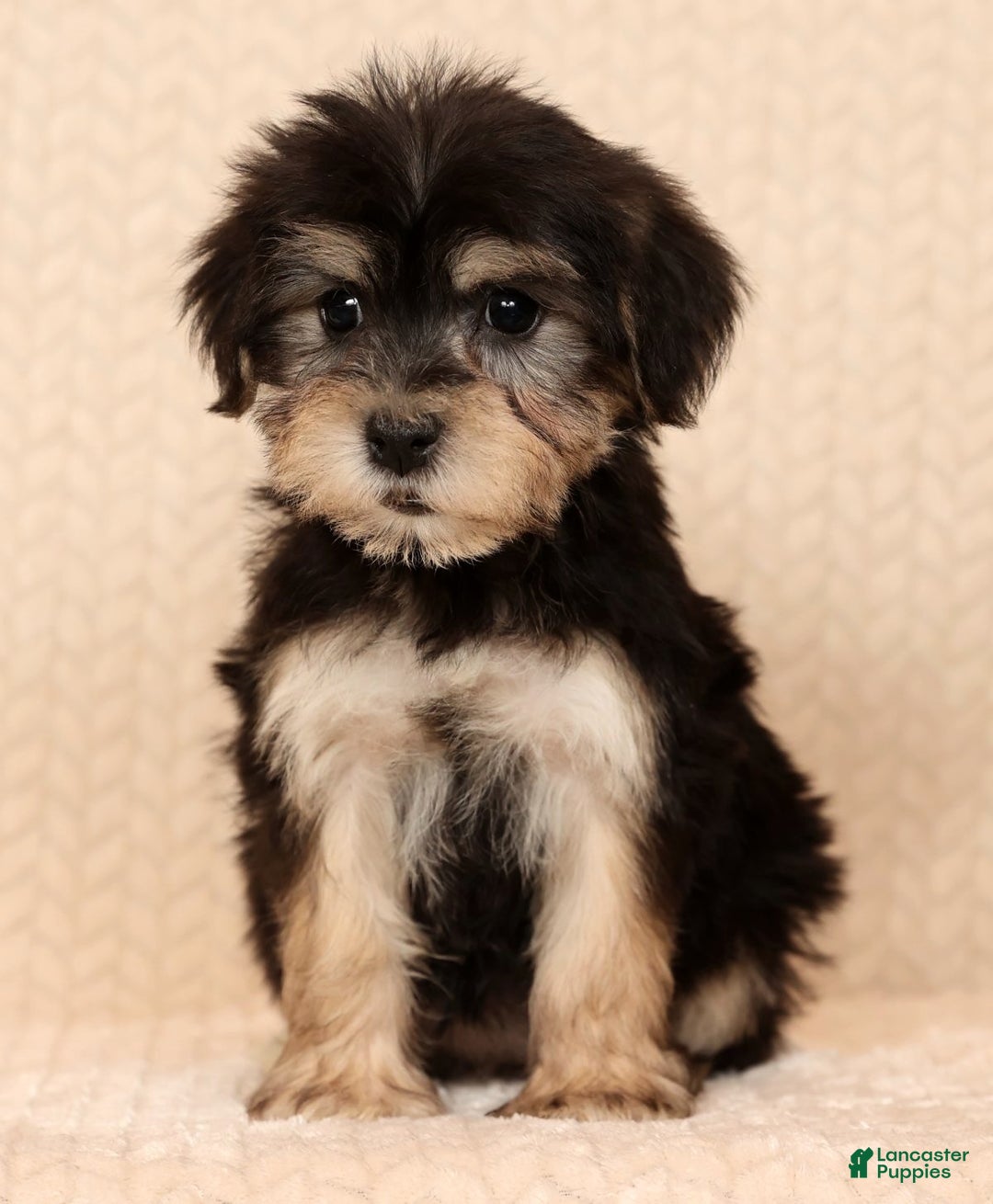 Yochon dogs for sale: Heidi - Ad 2