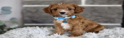 Cavapoo dogs for sale: Beanie - Ad 4