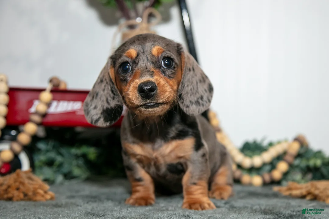 Miniature Dachshund dogs for sale: Tally - Ad 2