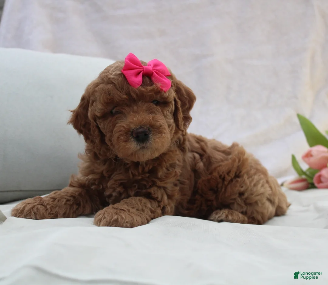 Mini Goldendoodle dogs for sale: Roxanne - Ad 1