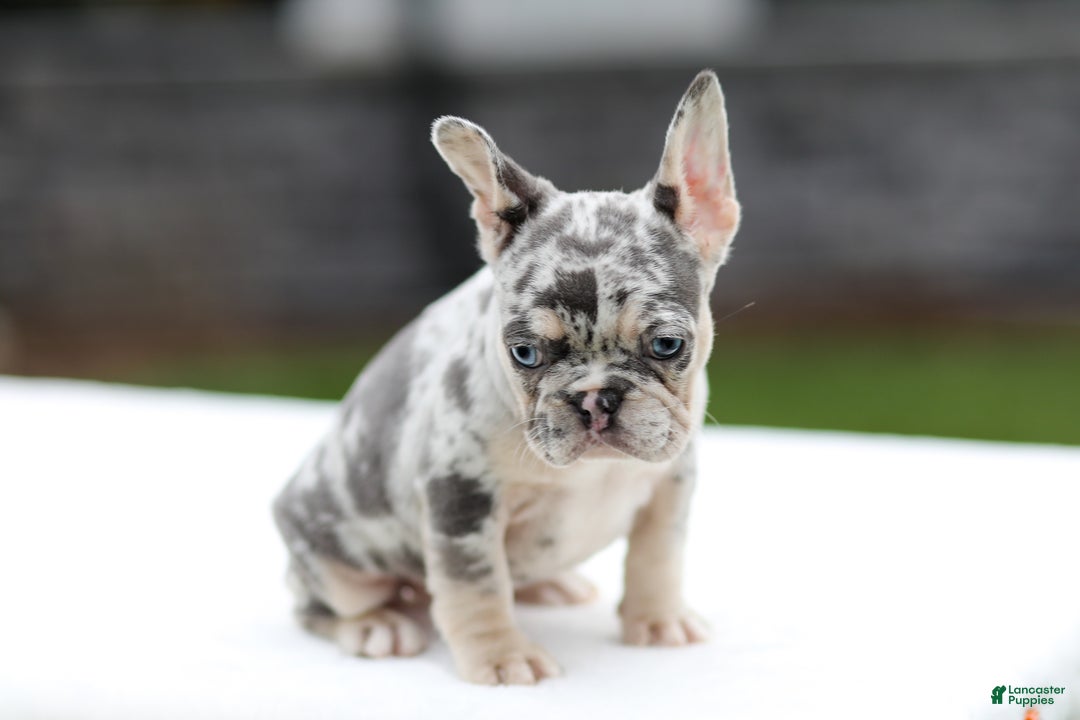 French Bulldog dogs for sale: Fern - Ad 7