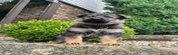 German Shepherd dogs for sale: Maple - Ad 3