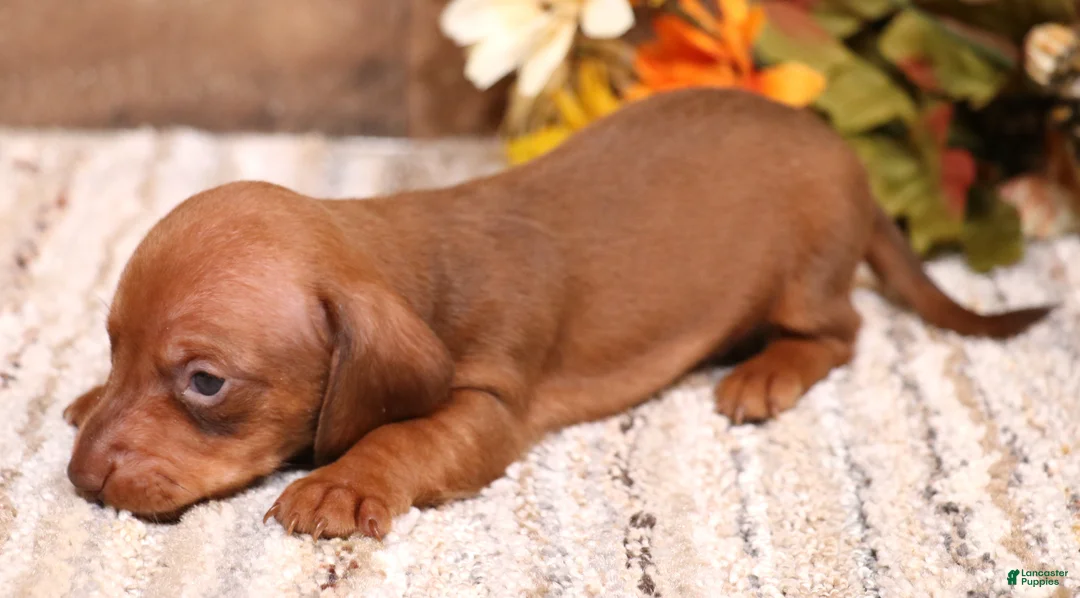 Miniature Dachshund dogs for sale: Blaze if a red smooth male - Ad 2