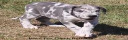 Great Dane dogs for sale: Shakira - Ad 11