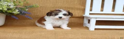 Cavapoo dogs for sale: Ivy  - Ad 5