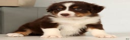 Miniature Australian Shepherd dogs for sale: Dallas - Ad 8