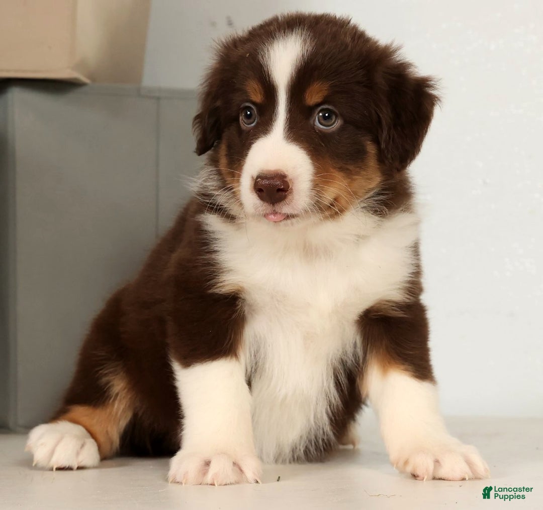 Miniature Australian Shepherd dogs for sale: Dallas - Ad 8